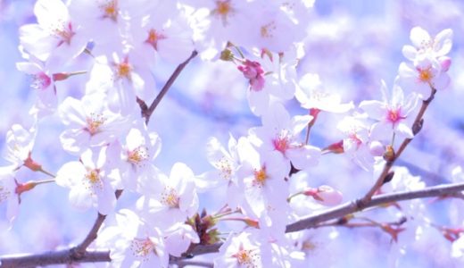 桜の写真をカンタンキレイに撮る３つのポイント：スマホ・ミラーレス共通